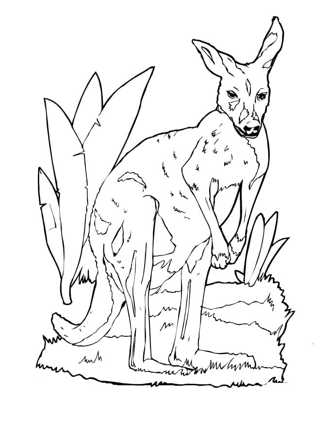 Desenho de Canguru Básico para Pintar
