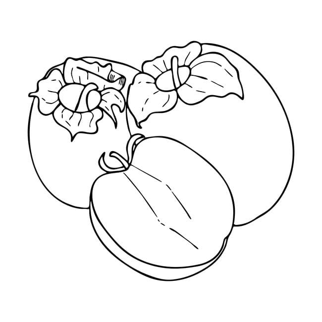 Desenho de Caqui Grátis para Colorir e Pintar