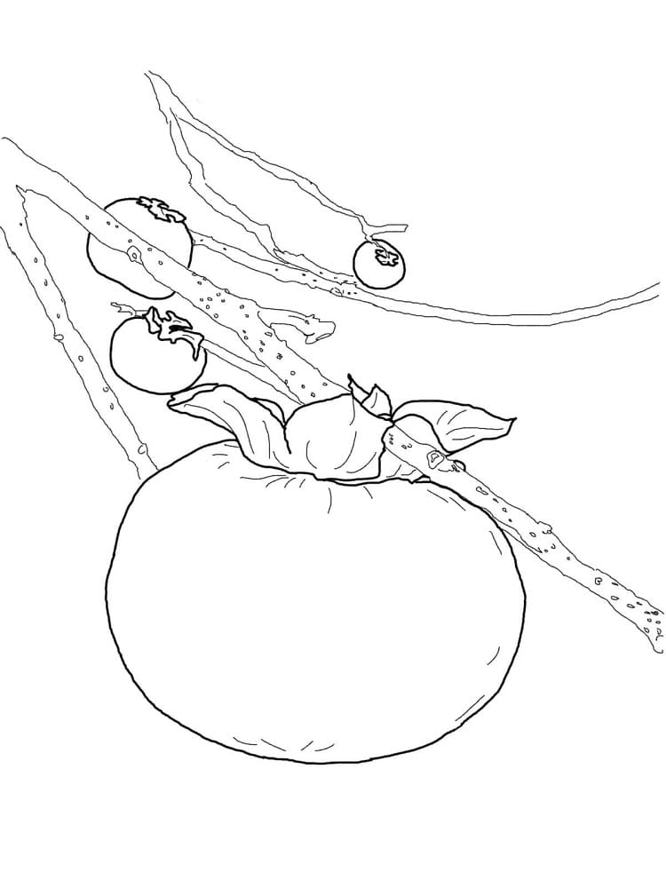 Desenho de Caquis para Colorir e Pintar