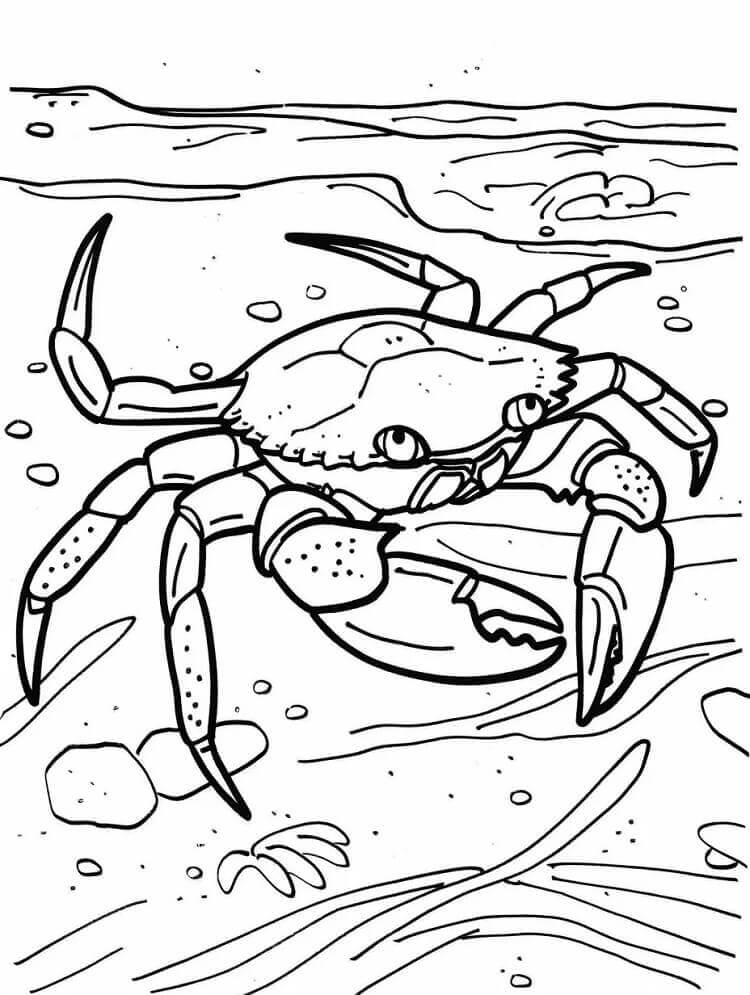 Desenho de um Caranguejo Normal para Colorir e Pintar