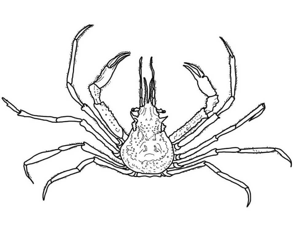 Desenho Caranguejo Decorador Gracioso para Colorir e Pintar