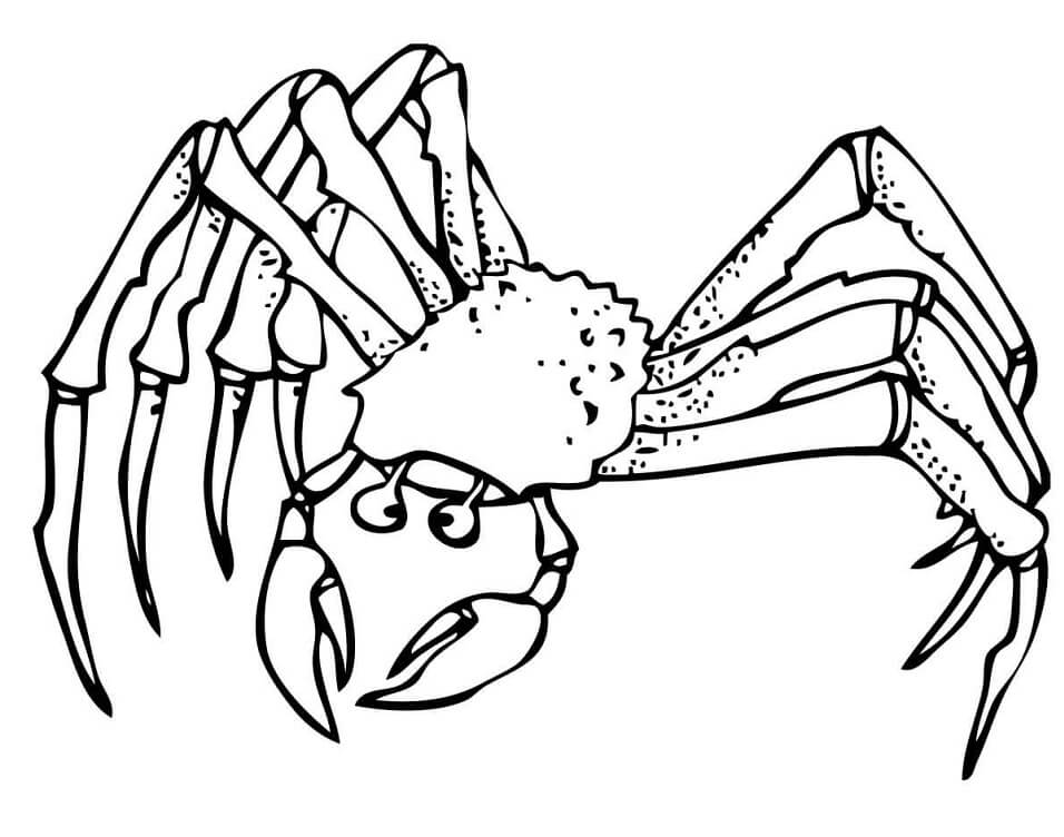 Desenho Caranguejo Fantasma para Colorir e Pintar