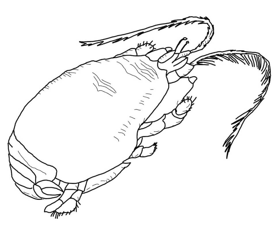 Desenho Caranguejo Toupeira para Colorir e Pintar