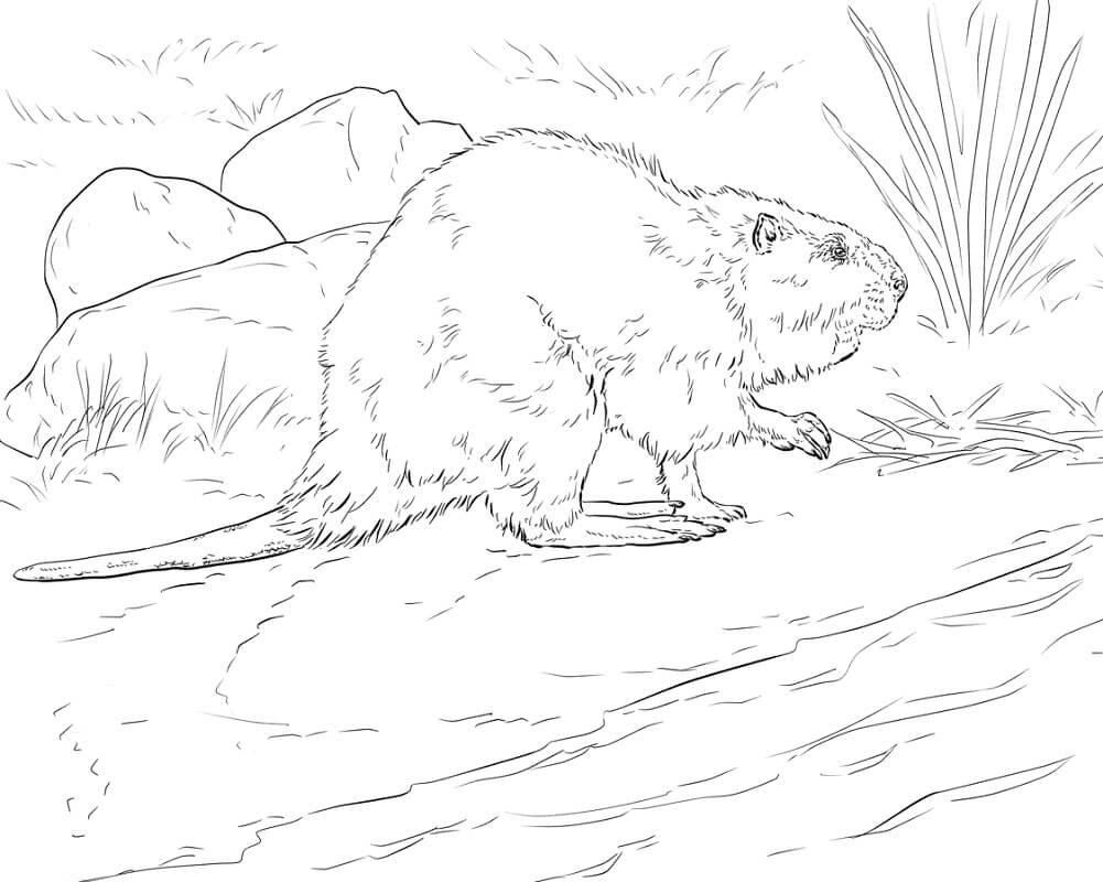 Desenho de Castor Normal Infantil para Imprimir e Pintar