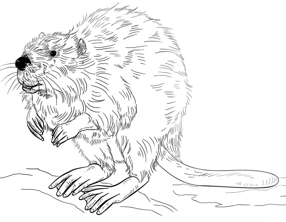 Desenho de Castor Normal para Imprimir Lápis de Cor e Pintar