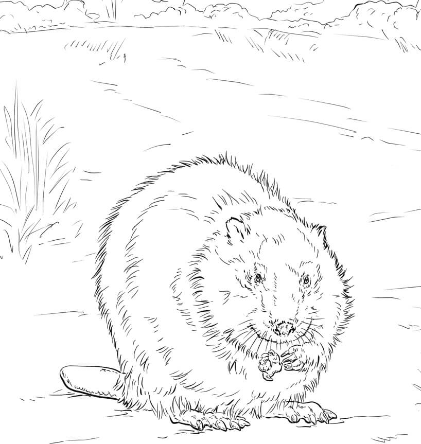 Desenho de Castor Normal para Pintar Giz de Cera