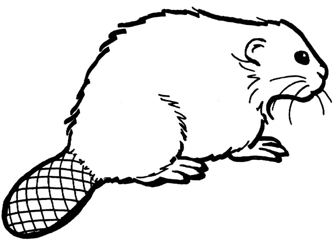 Desenho de Castor Realista Bonito para Colorir Pdf e Pintar