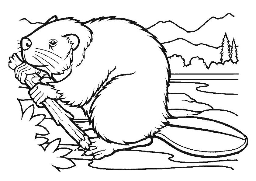 Desenho de Castor Realista para Pintar Giz de Cera