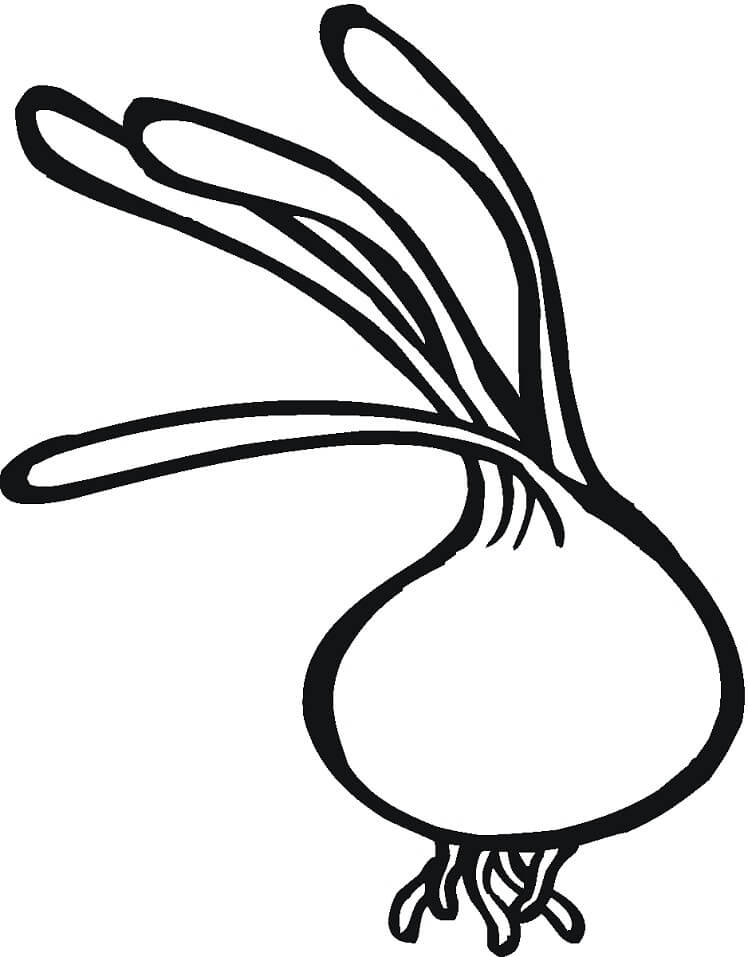 Desenho de Cebola Grande para Colorir Pdf e Pintar