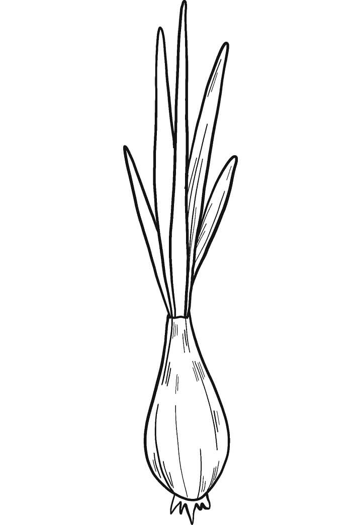 Desenho de Cebola para Pintar Giz de Cera