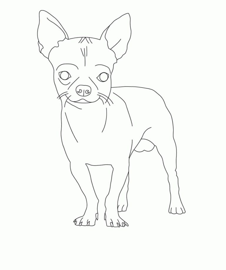 Desenho de Chihuahua Fácil para Colorir