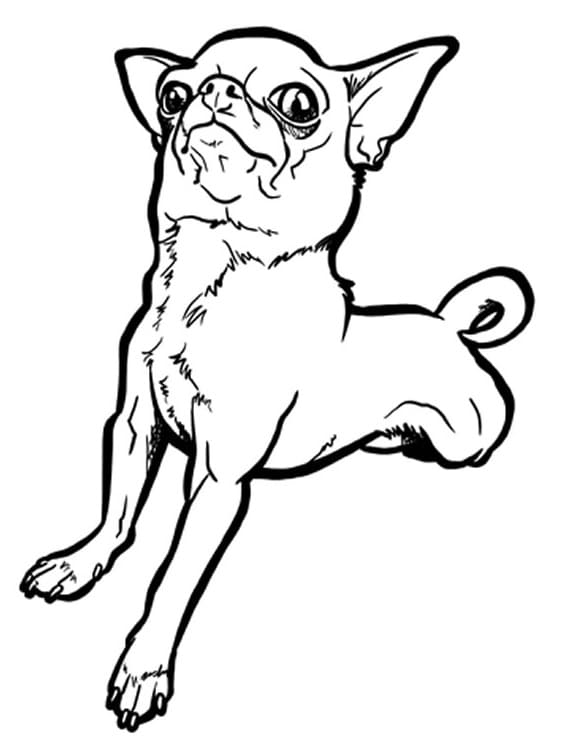 Desenho de Chihuahua Grátis para Crianças para Colorir