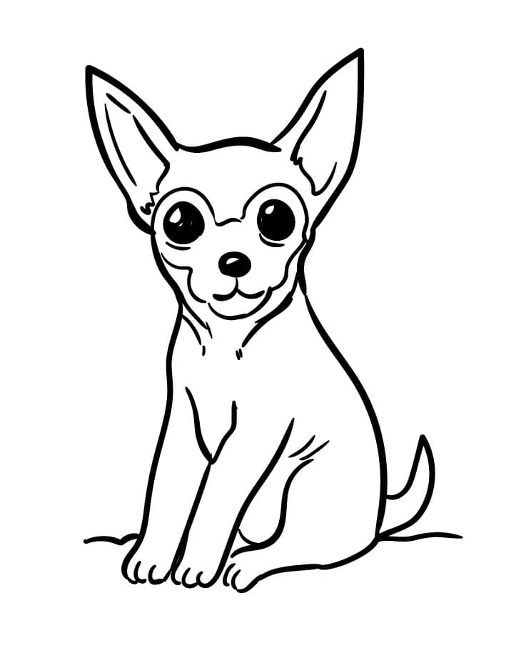 Desenho de Chihuahua Normal para Colorir