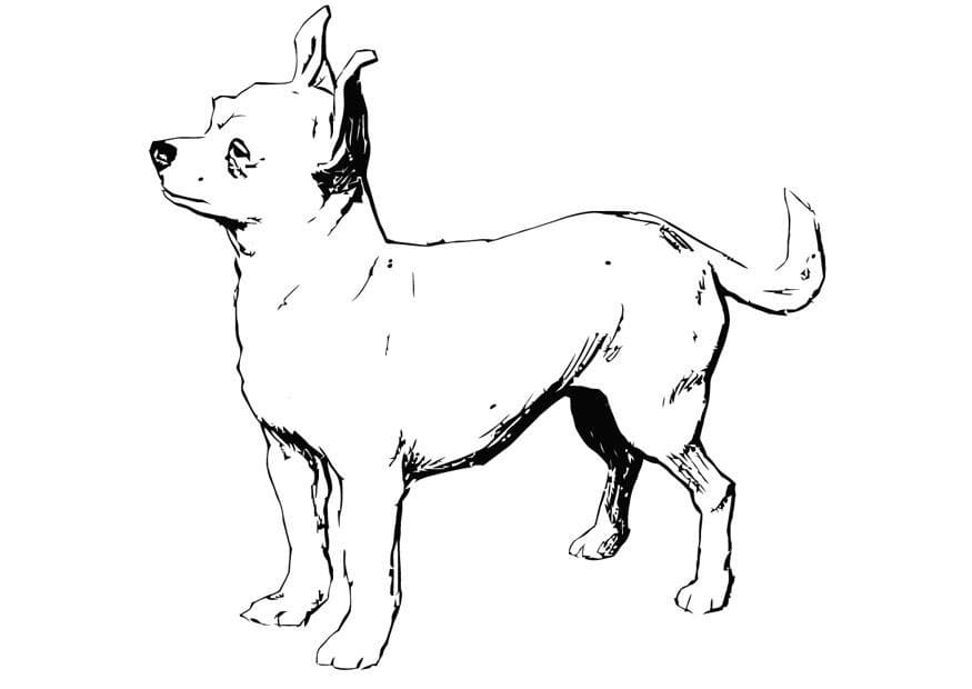 Desenho de Grátis Chihuahua para Crianças para Colorir