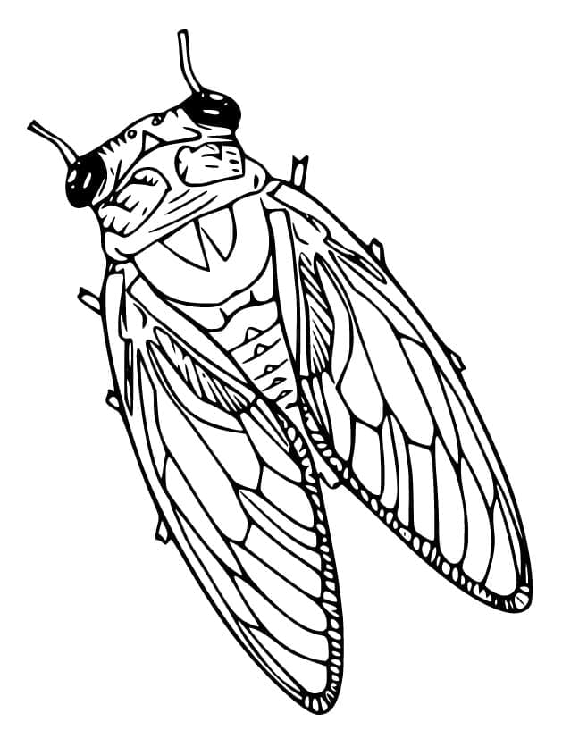 Desenho de Cigarra Realista para Colorir