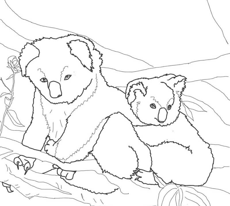 Desenho de Coala com Frutas para Imprimir e Pintar