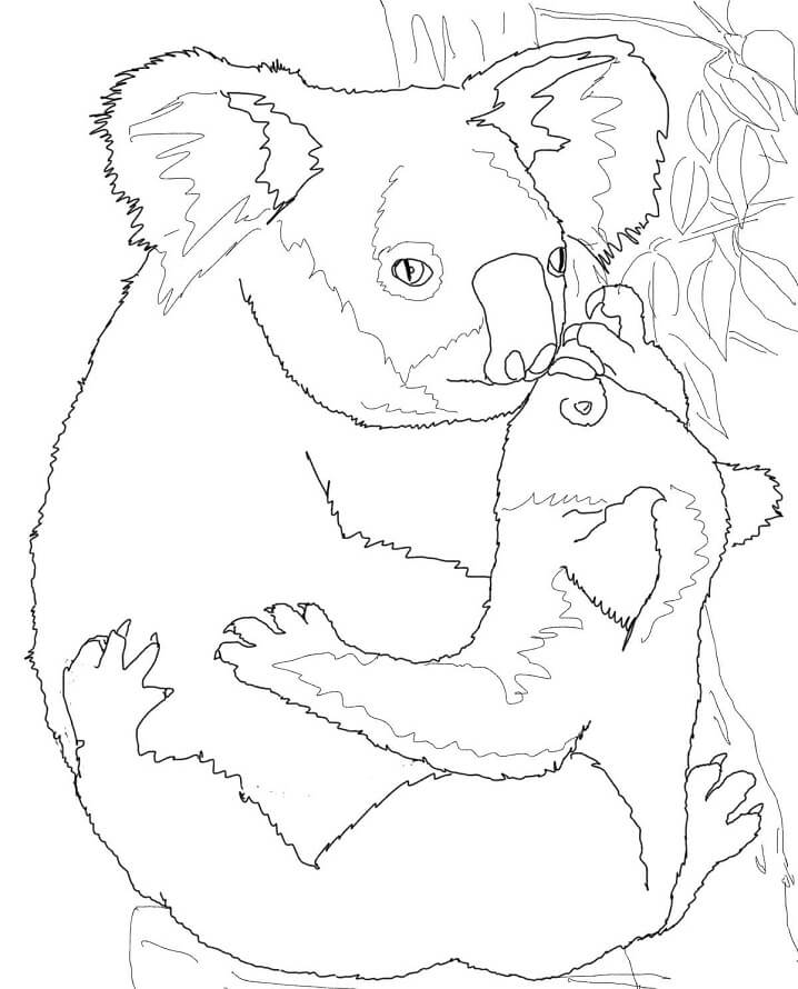 Desenho de Coala com Laço para Colorir Pdf e Pintar