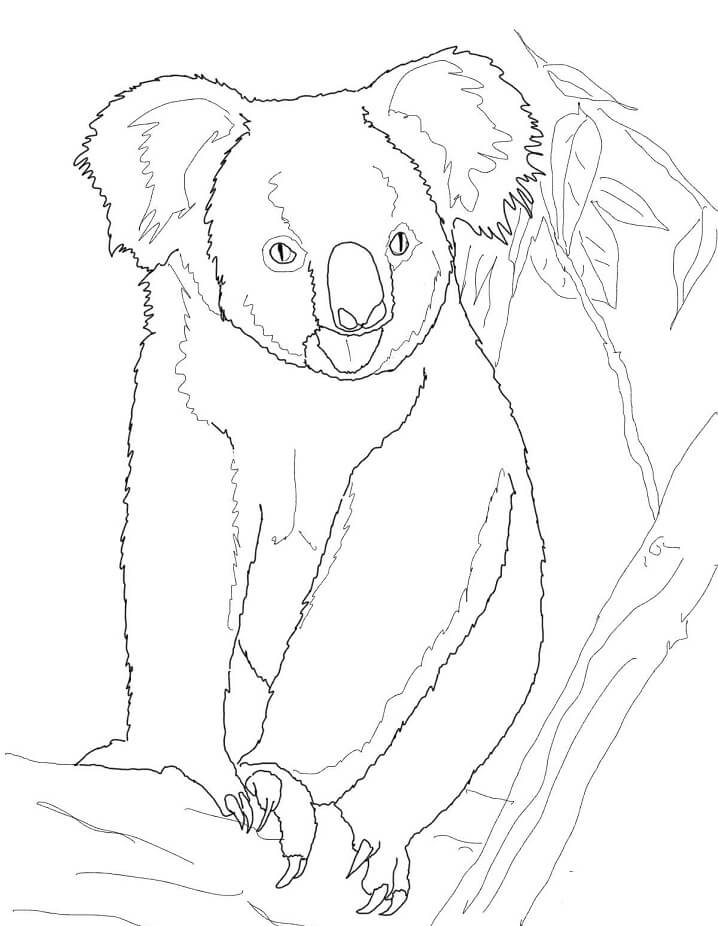 Desenho de Coala com Sombra para Imprimir e Pintar