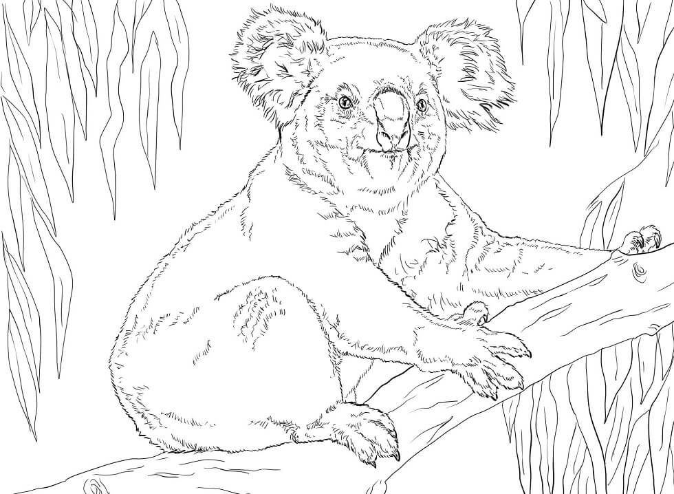 Desenho de Coala em Cenário Natural para Colorir Pdf e Pintar