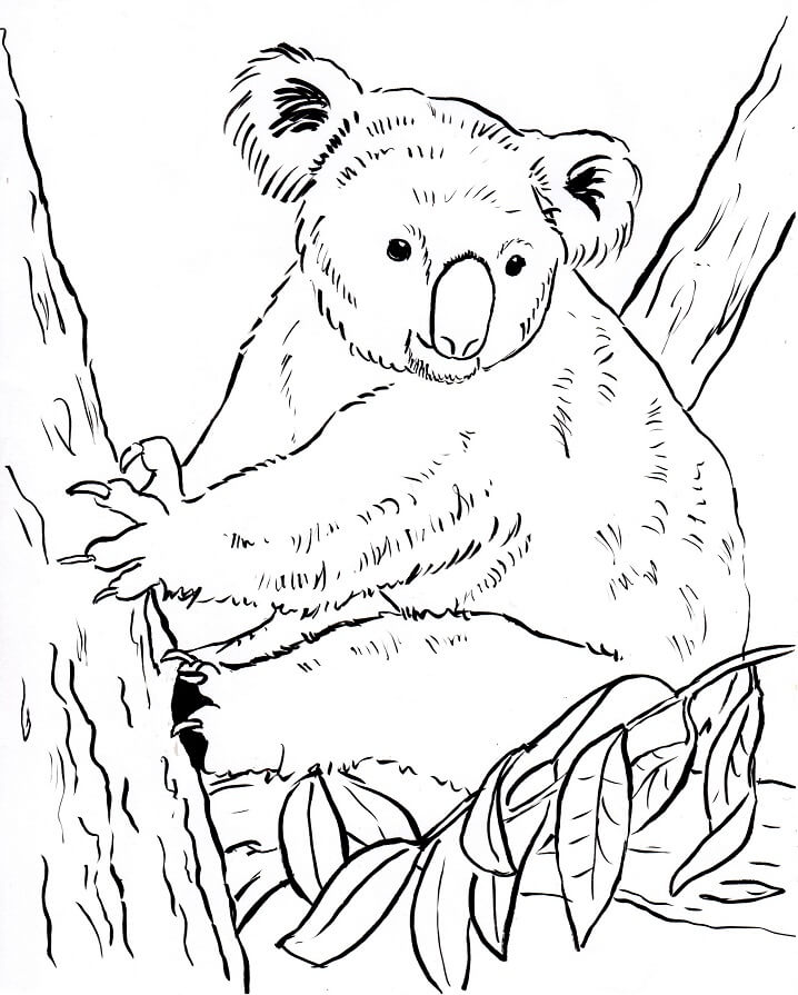 Desenho de Coala na Paisagem para Colorir Pdf e Pintar