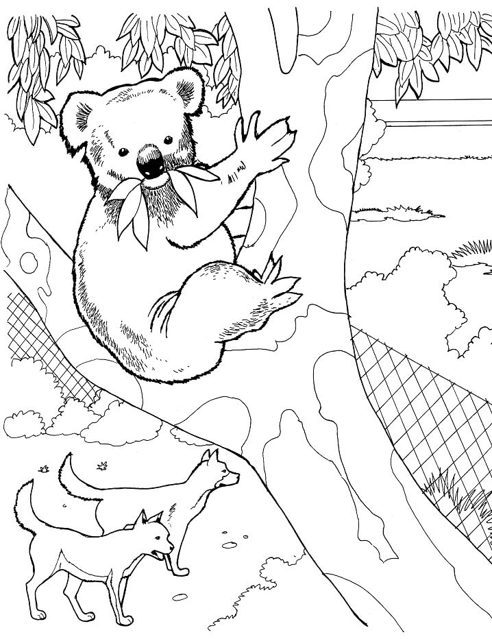 Desenho de Coala para Imprimir Lápis de Cor e Pintar