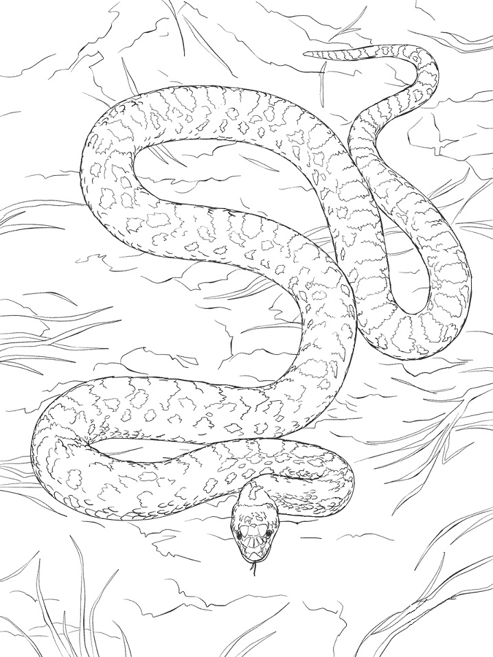 Desenho de Cobrá Bonita para Colorir Pdf e Pintar