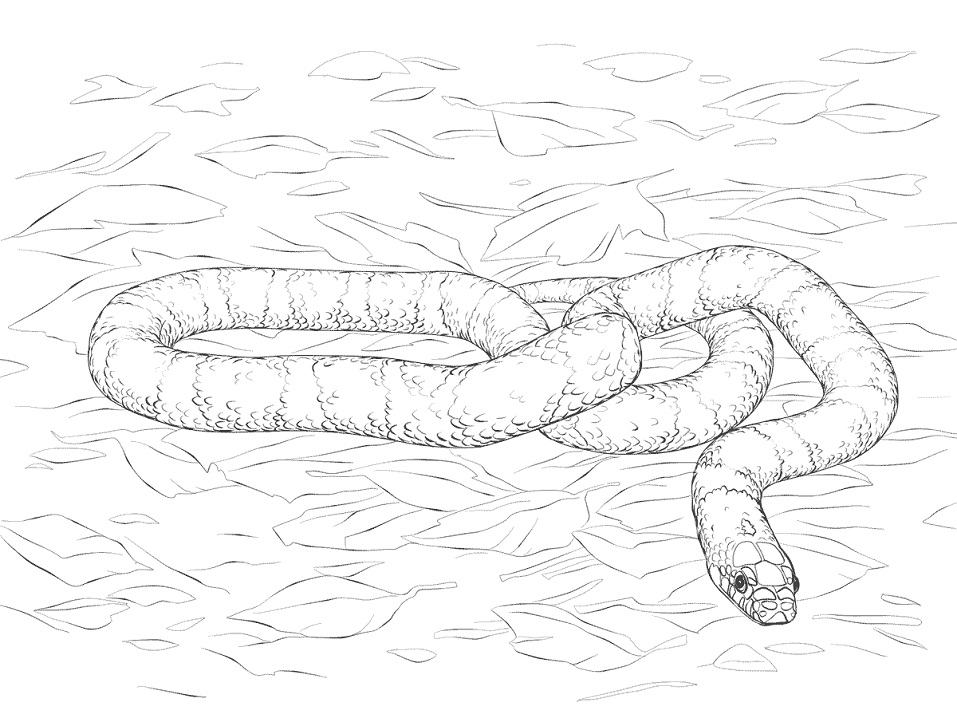 Desenho de Cobrá Imprimivel Download e Pintar