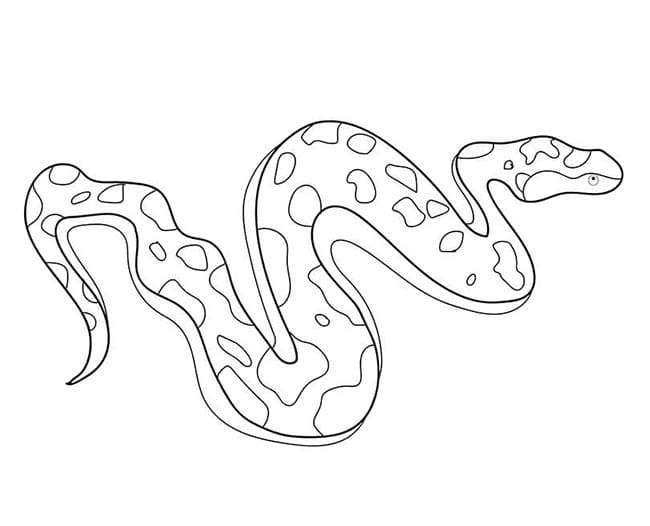 Desenho de Cobrá Jiboia para Colorir e Pintar