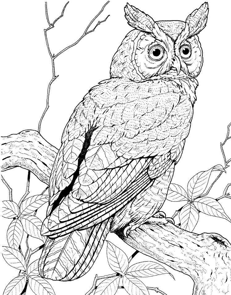 Desenho de Coruja Kawaii para Imprimir e Pintar