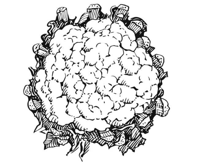 Desenho de Couve Flor Bonita para Colorir Pdf e Pintar