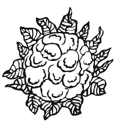 Desenho de Couve Flor Colorida para Colorir Pdf e Pintar