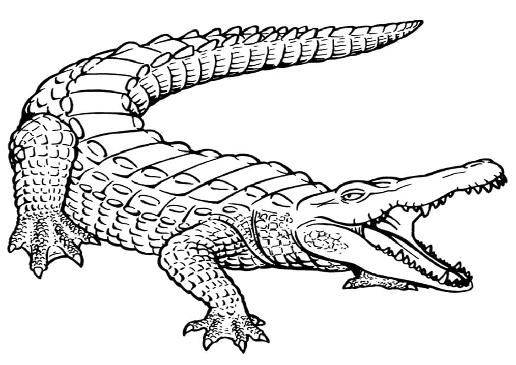 Desenho de Crocodilo Realista para Colorir