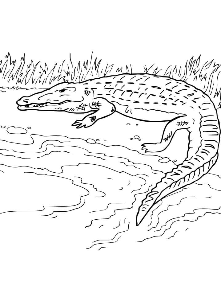Desenho de um Crocodilo para Colorir