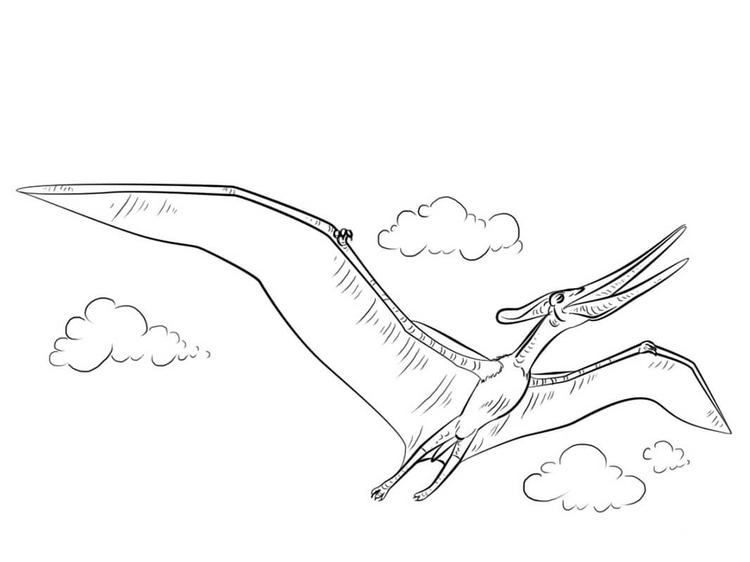 Desenho Pteranodonte para Colorir e Pintar