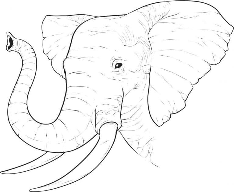 Desenho de Cabeça de Elefante para Colorir e Pintar