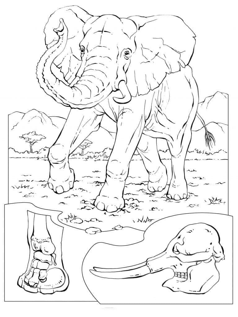 Desenho de Elefante Africano para Colorir e Pintar