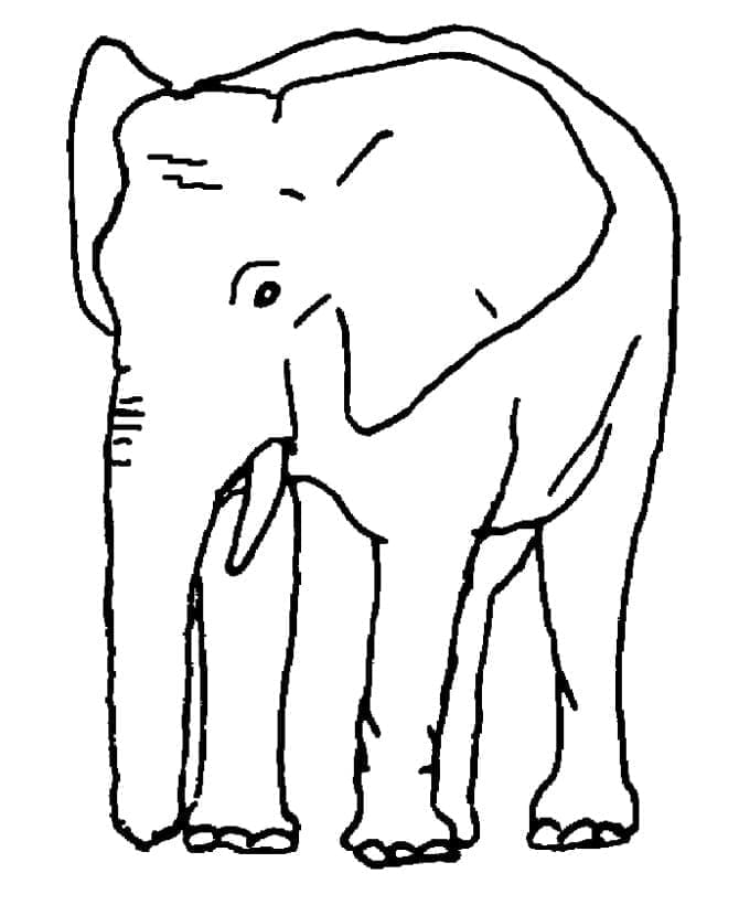 Desenho de Elefante Normal para Colorir e Pintar