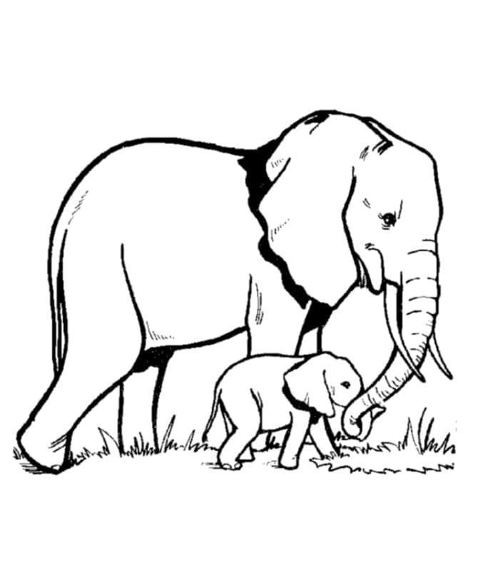 Desenho de Mãe e Bebê Elefante para Colorir e Pintar