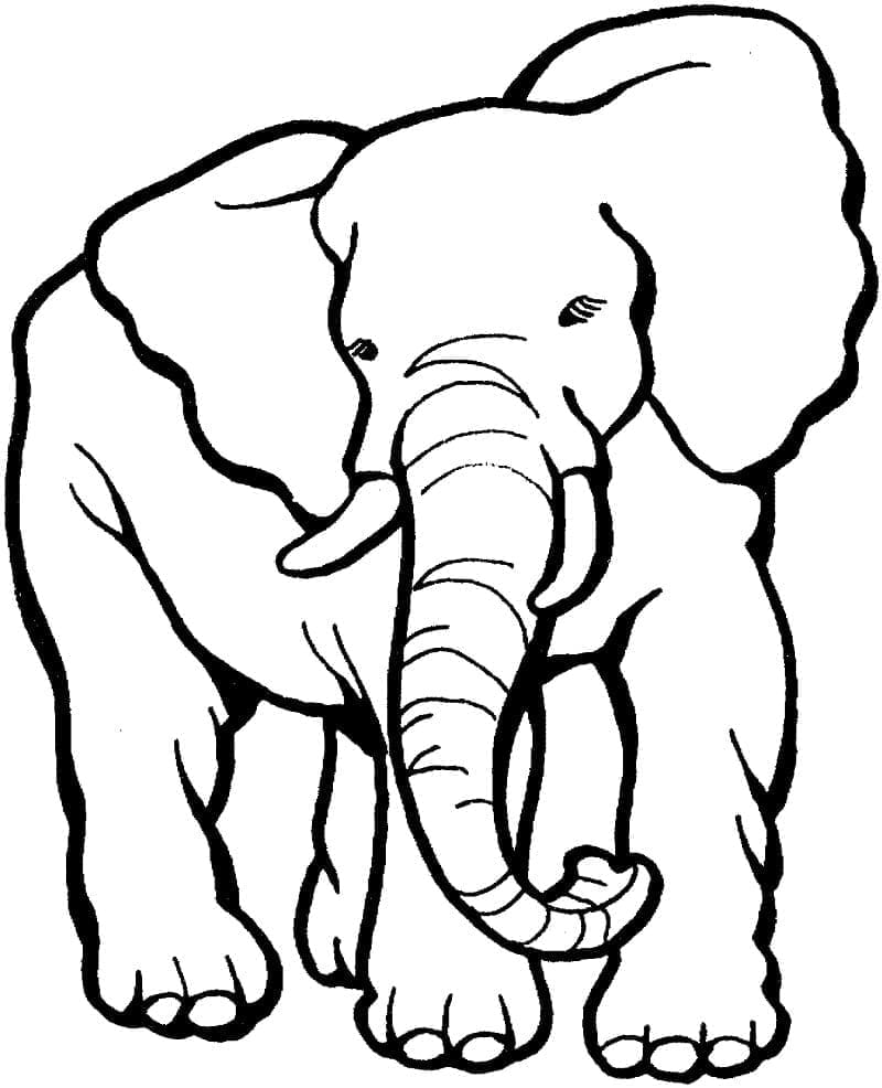 Desenho de um Elefante Normal para Colorir e Pintar