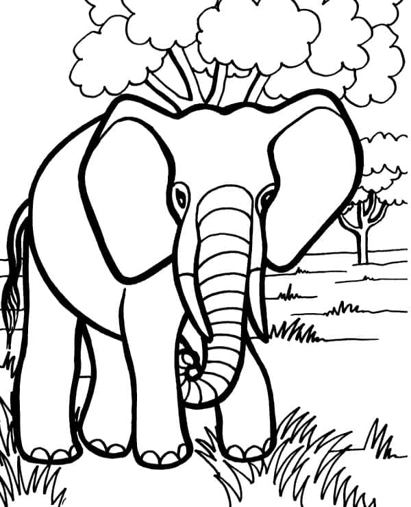 Desenho de um Elefante Selvagem para Colorir e Pintar