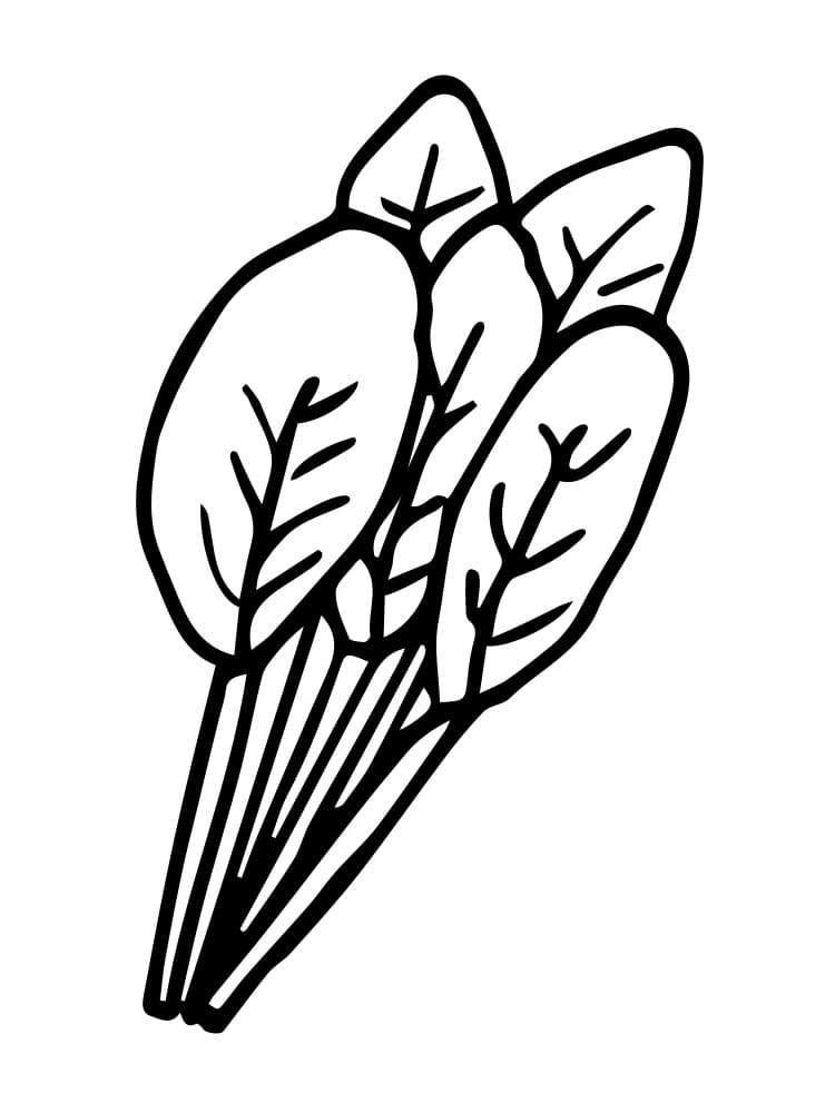 Desenho de Espinafre Colorido para Colorir Pdf e Pintar