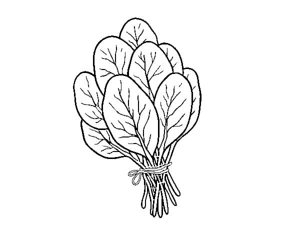 Desenho de Espinafre com Folhas para Colorir e Pintar