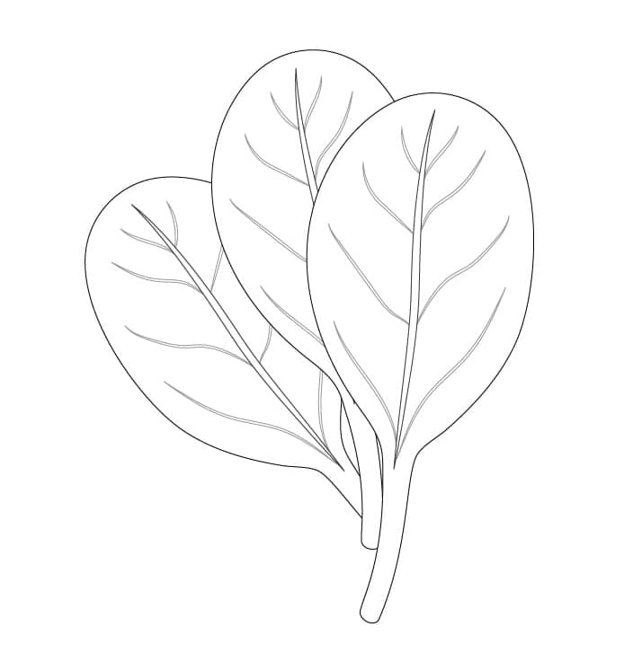 Desenho de Espinafre Fresco para Colorir Pdf e Pintar