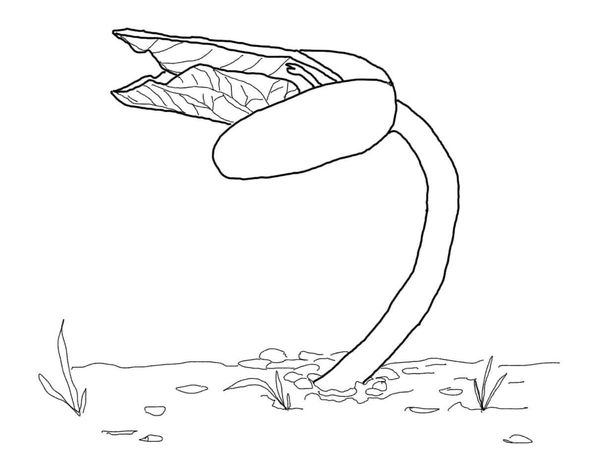 Desenho Broto de Feijão para Colorir e Pintar
