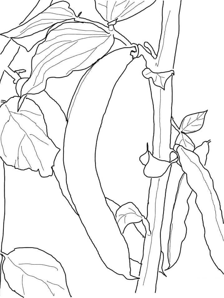 Desenho Feijão Verde para Colorir e Pintar