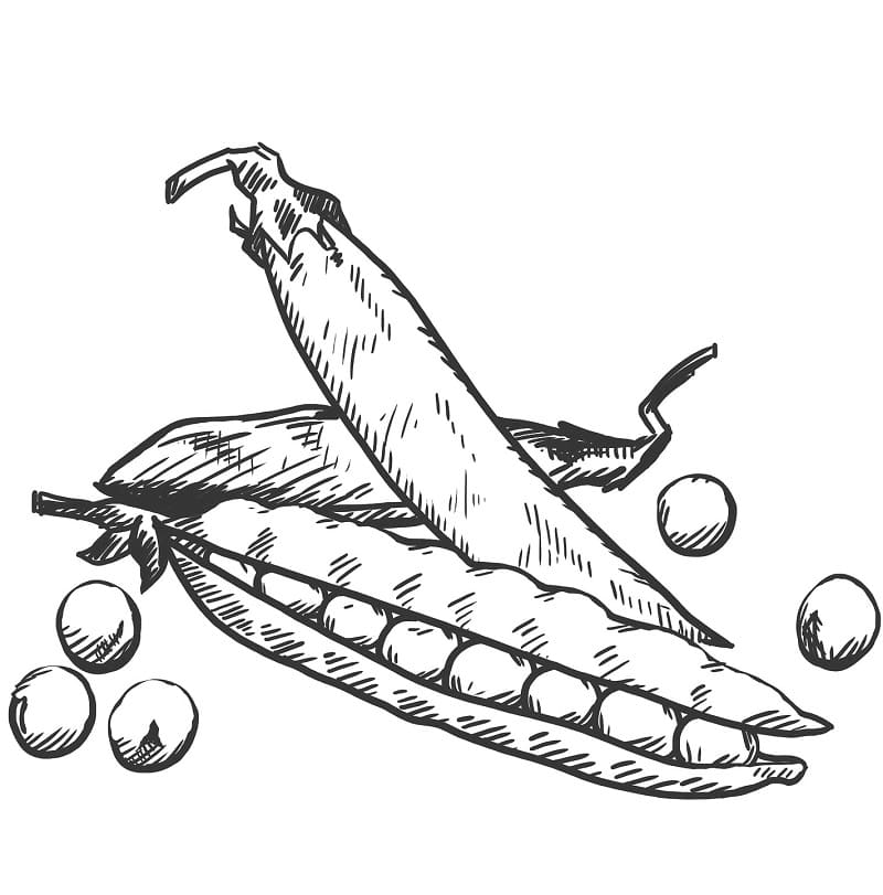 Desenho Feijões Verdes para Colorir e Pintar