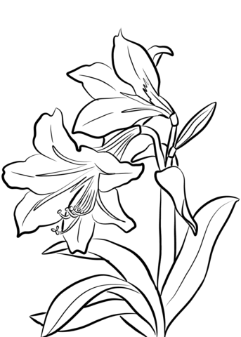 Desenho de Amaryllis para Colorir e Pintar
