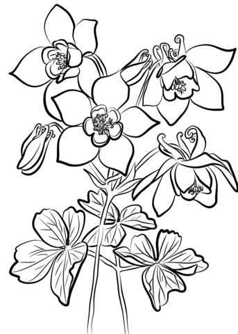 Desenho de Flor Aquilegia para Colorir e Pintar