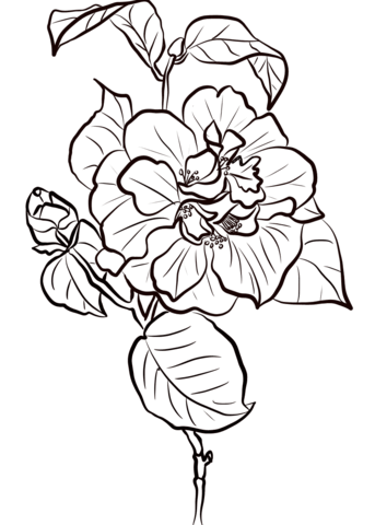 Desenho de Camellia Vermelha para Colorir e Pintar