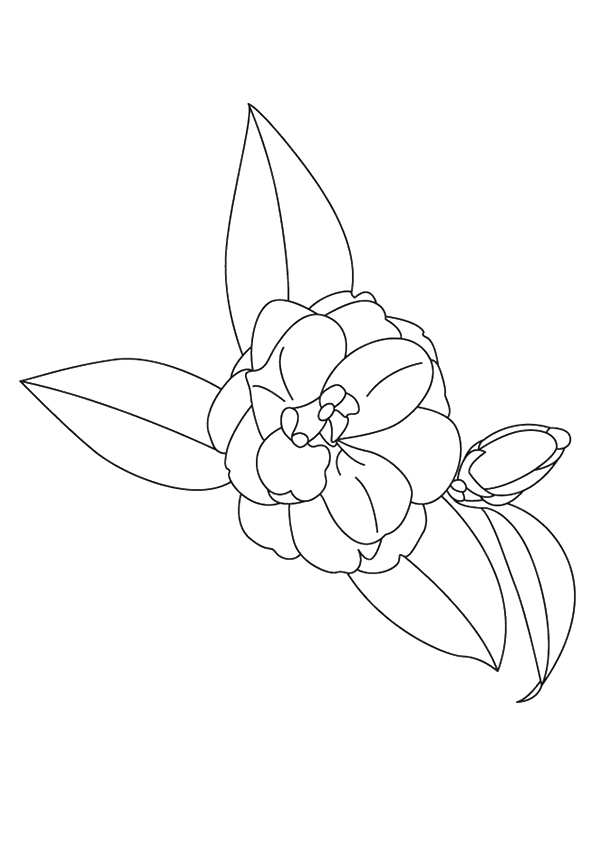 Desenho de Flor Camélia para Colorir